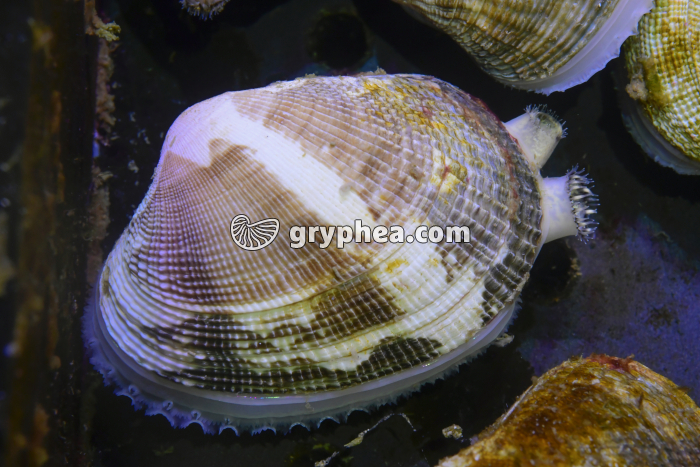 Palourde (Ruditapes decussatus) - gryphea.com